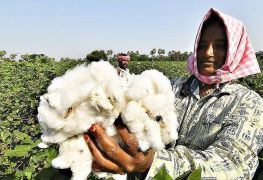 CCEA Approves ₹1,718.56 Crore MSP Funding for CCI for Cotton Season 2023-24